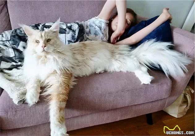 土生土长在北美的缅因猫，为什么放弃野生这条路，进入了人类家庭
