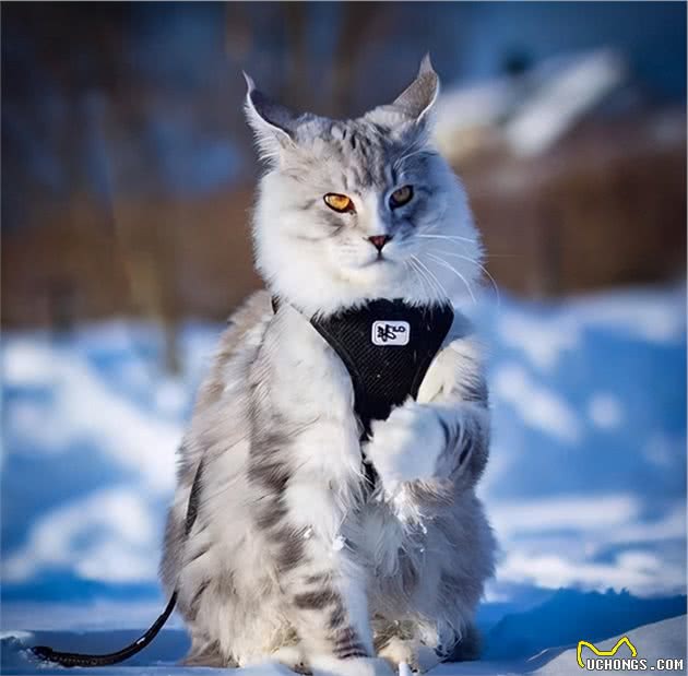 土生土长在北美的缅因猫，为什么放弃野生这条路，进入了人类家庭