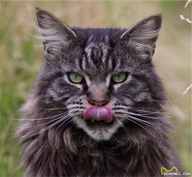 土生土长在北美的缅因猫，为什么放弃野生这条路，进入了人类家庭