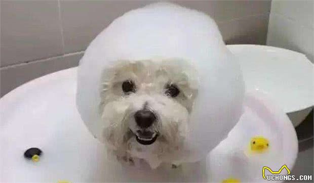 比熊犬，夏天洗澡6大“忌”，切忌切忌