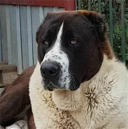 4种极品斗犬，打遍天下无敌手，其中一种是藏獒与高加索犬的后代