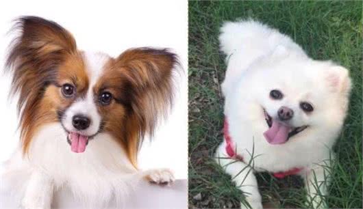 当蝴蝶犬遇上博美犬，谁略胜一筹？你更喜欢哪种狗狗？