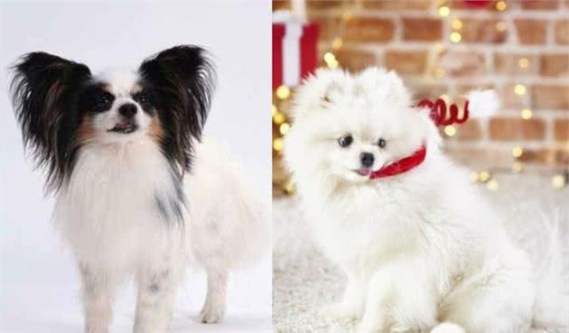 当蝴蝶犬遇上博美犬，谁略胜一筹？你更喜欢哪种狗狗？