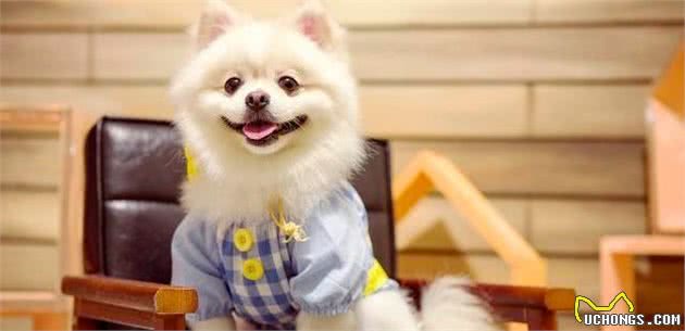 当蝴蝶犬遇上博美犬，谁略胜一筹？你更喜欢哪种狗狗？
