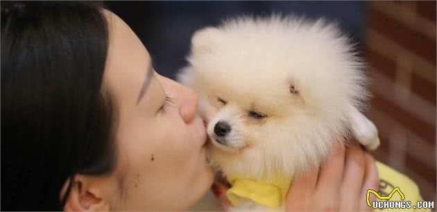当蝴蝶犬遇上博美犬，谁略胜一筹？你更喜欢哪种狗狗？