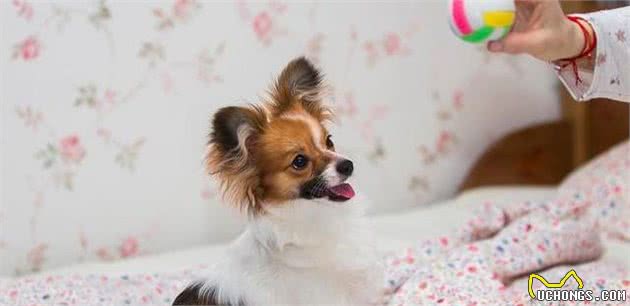 当蝴蝶犬遇上博美犬，谁略胜一筹？你更喜欢哪种狗狗？