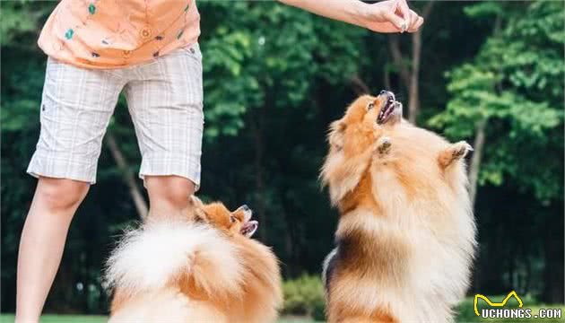 当蝴蝶犬遇上博美犬，谁略胜一筹？你更喜欢哪种狗狗？