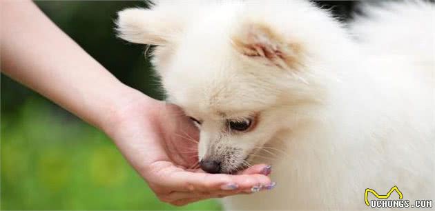 当蝴蝶犬遇上博美犬，谁略胜一筹？你更喜欢哪种狗狗？