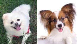 当蝴蝶犬遇上博美犬，谁略胜一筹？你更喜欢哪种狗狗？