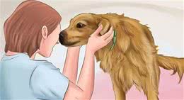 了解狗狗这些日常的“肢体语言”，秒懂它