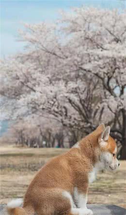 宠物狗常见五种皮肤病及治疗