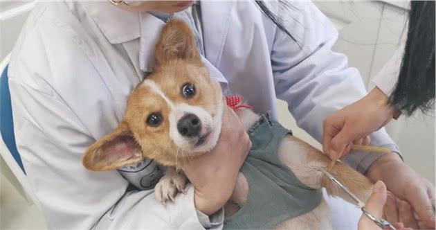 这样养狗，你也可以做到“花小钱省大钱”