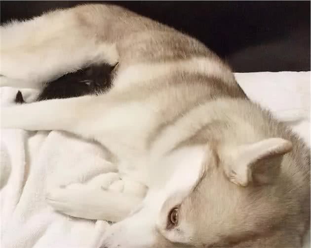 二哈太拆家？也许它是还缺一只小奶猫