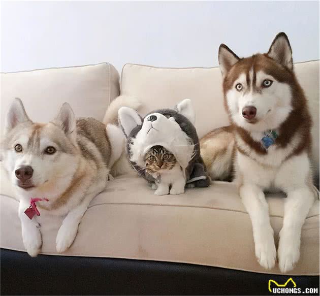 二哈太拆家？也许它是还缺一只小奶猫