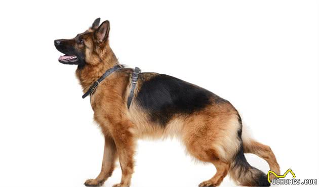 德国牧羊犬招人喜欢的6个理由，网友：看完我也想养一只