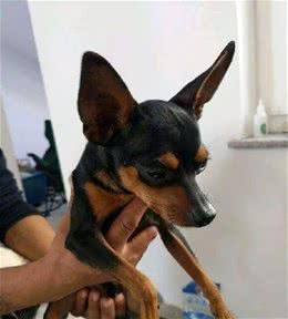莱阳聚焦：冰清的小鹿犬