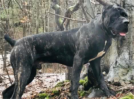 号称美国第一勇士的猛犬，虐杀比特犬，围剿黑熊，征服猛犬爱好者