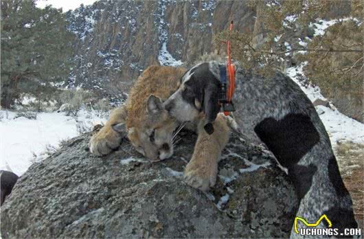 号称美国第一勇士的猛犬，虐杀比特犬，围剿黑熊，征服猛犬爱好者