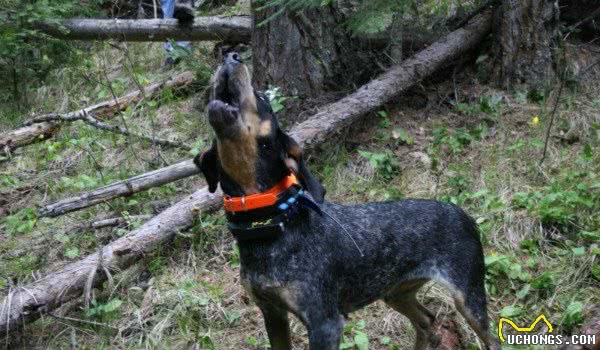 号称美国第一勇士的猛犬，虐杀比特犬，围剿黑熊，征服猛犬爱好者