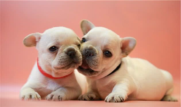 法国斗牛犬适合吃什么狗粮，法国斗牛犬吃什么狗粮好