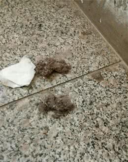 你的爱好养狗狗，要做到环境美，卫生美，意识形态更美