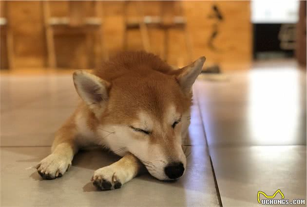 ＂养狗气质＂藏不了，这几点轻易暴露出你是养狗人