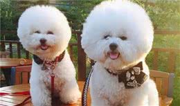 比熊犬口臭很严重怎么办？