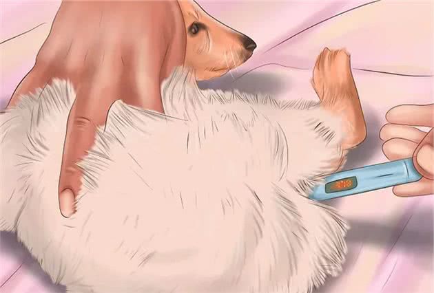 过了三伏，狗狗也怕这个