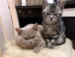 美国短毛猫偏瘦怎么回事？如何给美短增肥？