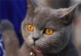 养英国短毛猫之前，你需要知道5件事