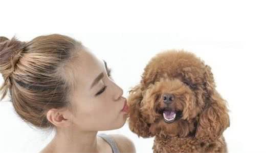 泰迪犬为什么喜欢咬你的手？背后有这几个原因