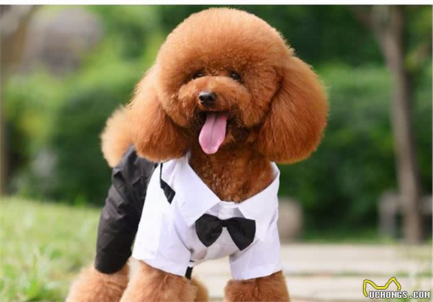 泰迪犬为什么喜欢咬你的手？背后有这几个原因