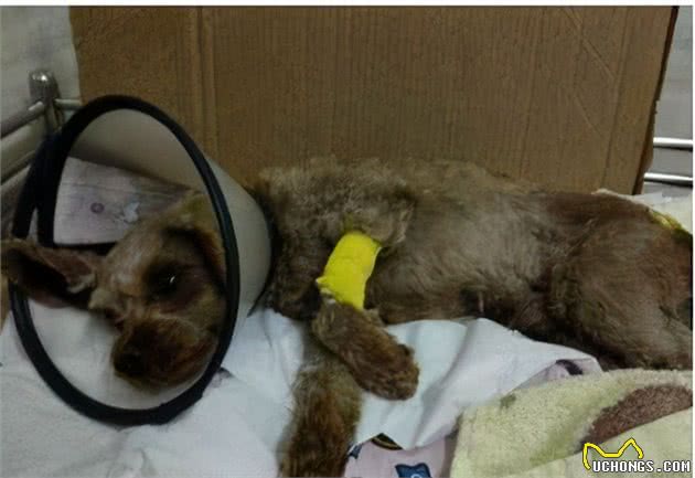 泰迪犬为什么喜欢咬你的手？背后有这几个原因
