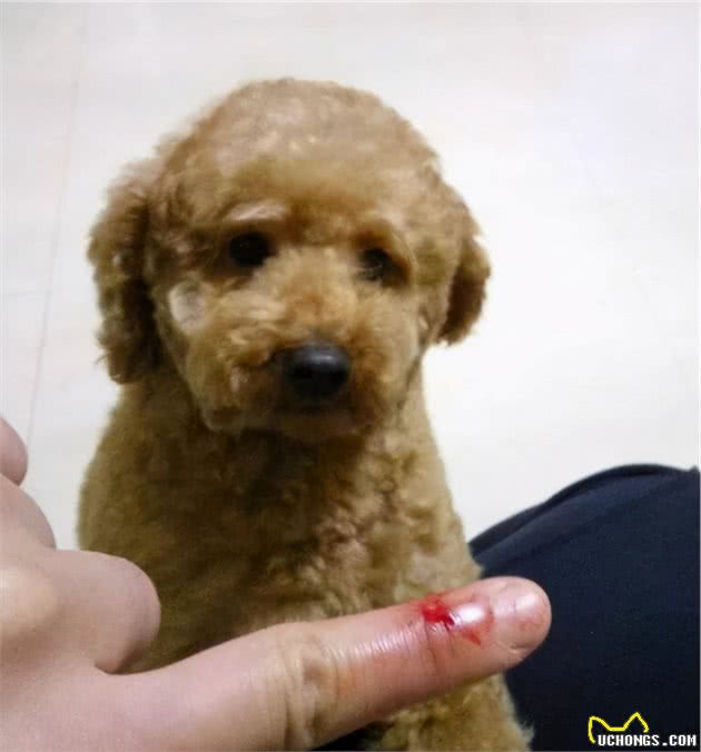 泰迪犬为什么喜欢咬你的手？背后有这几个原因