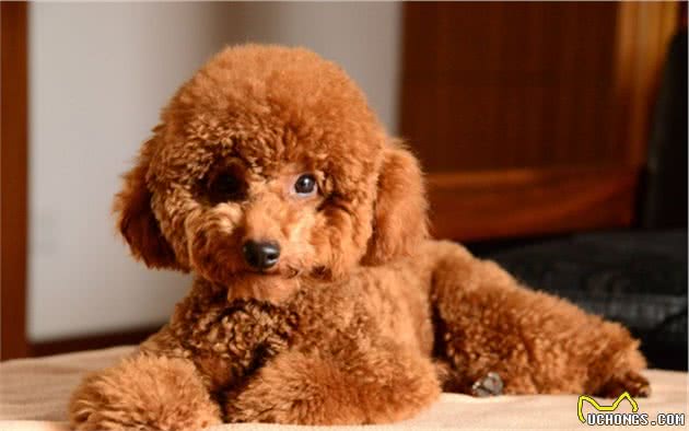 泰迪犬为什么喜欢咬你的手？背后有这几个原因