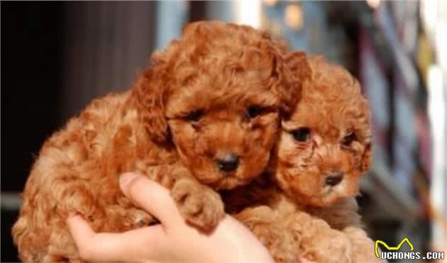 泰迪犬为什么喜欢咬你的手？背后有这几个原因