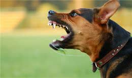 狗狗为什么总是对着空气“汪汪叫”？原来有这5个秘密