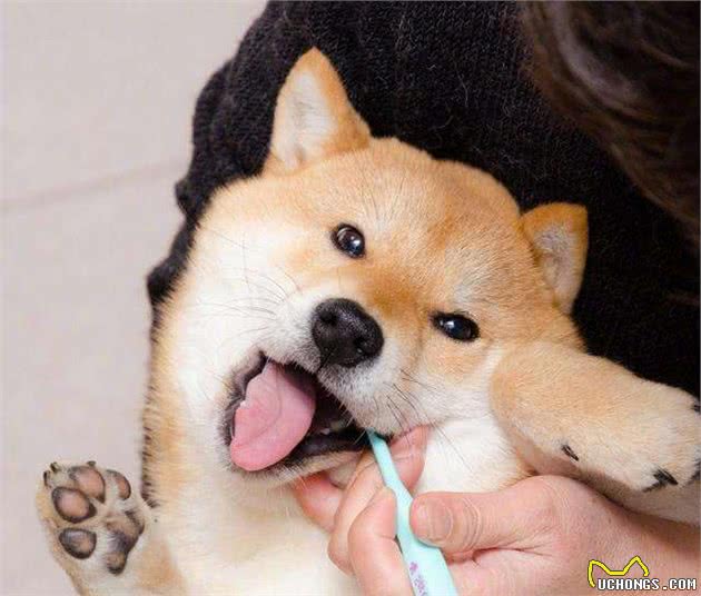 掌宠小课堂之狗狗牙齿健康篇