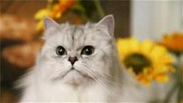 金吉拉猫该如何饲养？金吉拉猫的饲养方法
