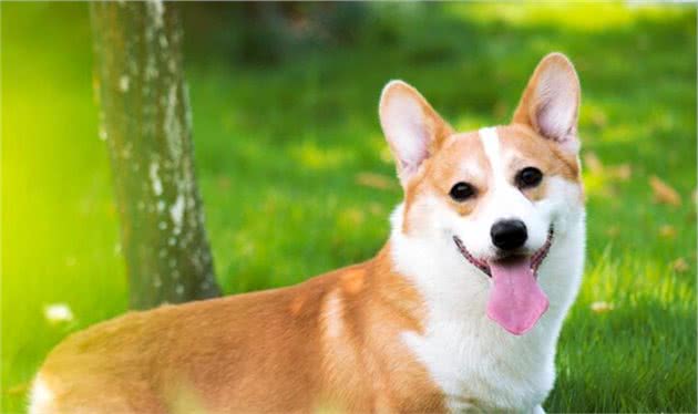 柯基犬：勇敢的小骑士，拥有一只不后悔