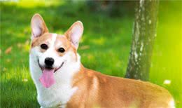 柯基犬：勇敢的小骑士，拥有一只不后悔