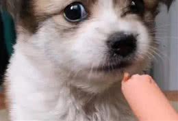 都知道狗狗特别喜欢吃火腿肠，可你知道狗狗经常吃香肠的危害吗？