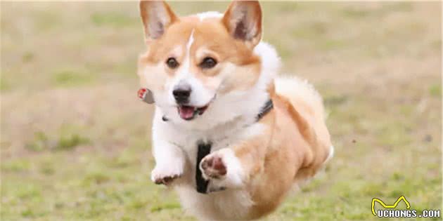 分享今日冷知识：柯基犬，原来你不止腿短臀肥