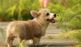 分享今日冷知识：柯基犬，原来你不止腿短臀肥