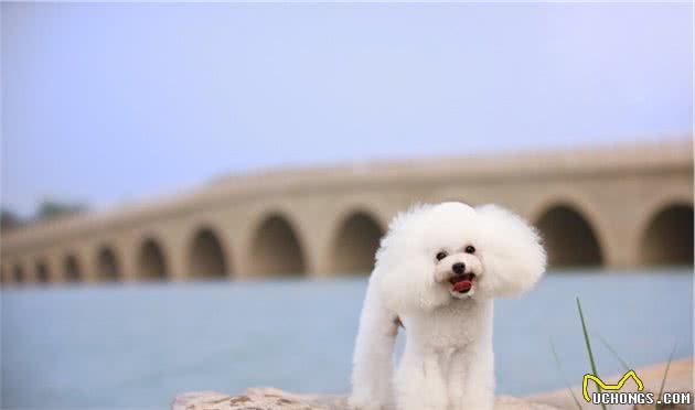 10种最适合新人饲养的犬种，你家狗狗在其中吗？