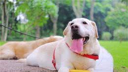 10种最适合新人饲养的犬种，你家狗狗在其中吗？