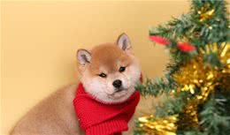柴犬与秋田的区别！别上当哦