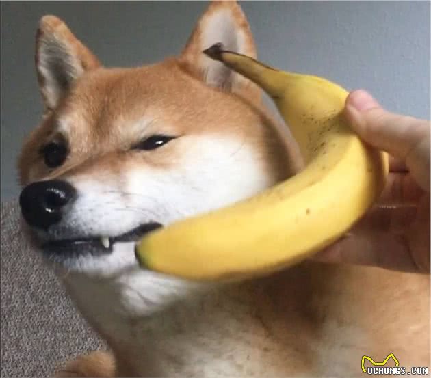 柴犬不是日本土狗吗？为啥那么多人喜欢？