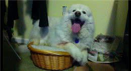 外面有打雷声，狗吓得躲进了猫窝，表情紧张又焦虑：发生了什么？