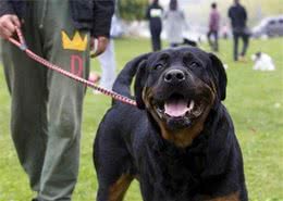 为什么养“罗威纳犬”的人，越来越少？很多人表示接受不了这6点